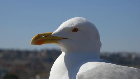 Seagull Closeup