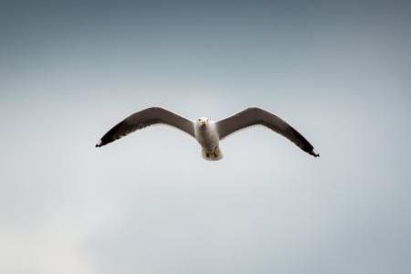 Seagull Flying High