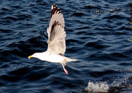 Seagull Flying