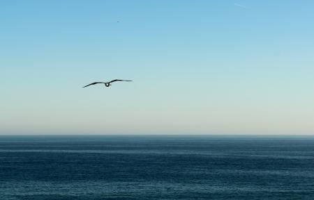 Seagull flying in the horizon