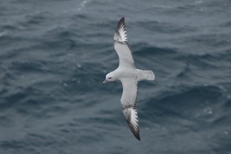 Seagull Flying on the Sea