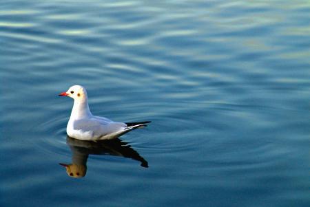 Seagull in a lake