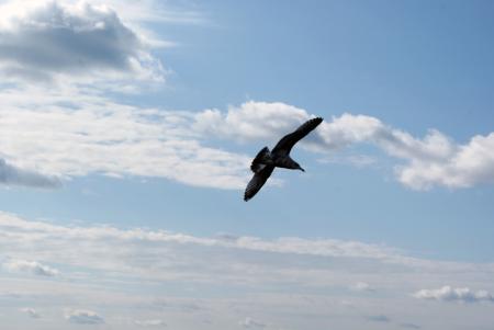 Seagull In Flight 2