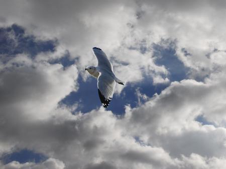 Seagull in Free Flight