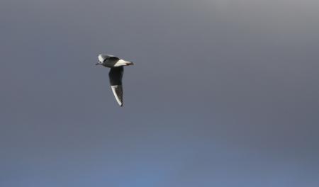 Seagull in Mid Air