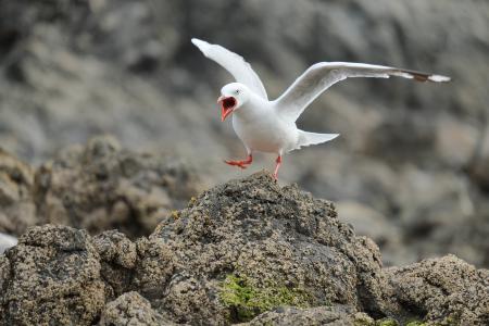 Seagull Landing