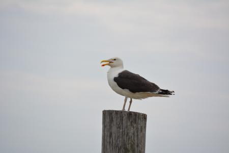 Seagull on a Piling