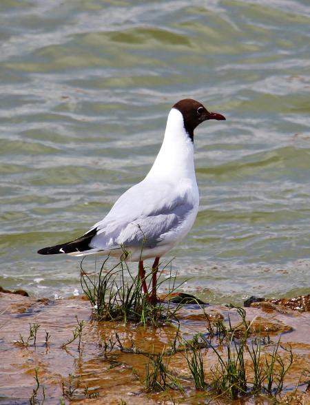 Seagull on the Bank