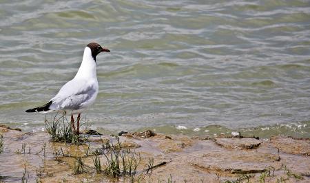 Seagull on the Bank