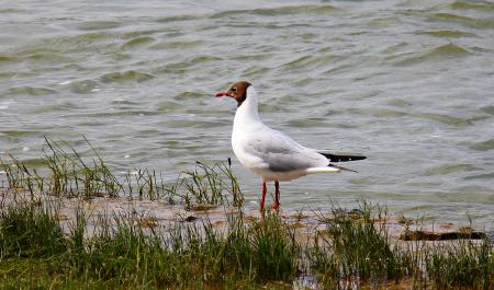 Seagull on the Bank