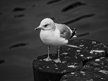 Seagull Resting