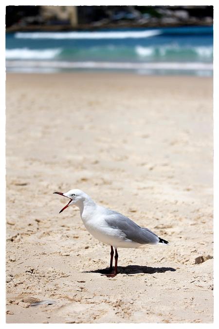 Seagull singing