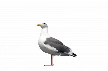 Seagull standing