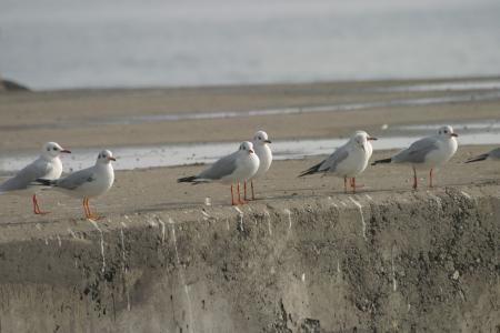Seagull waiting