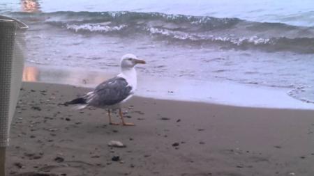 Seagull Walking