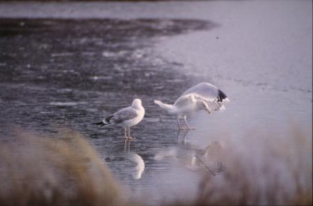 Seagulls by the water