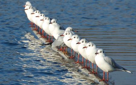 Seagulls in Line