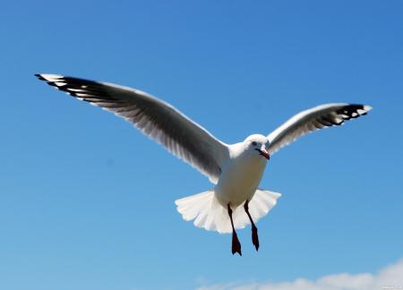 Seagulls landing