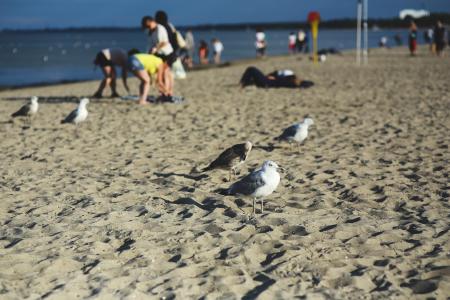Seagulls on the beach