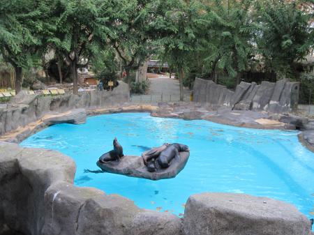 Seal family in the Barcelona Zoo