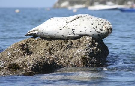 Seal on the Rock