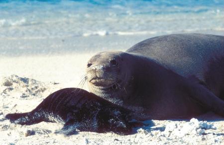 Seal on the Shore