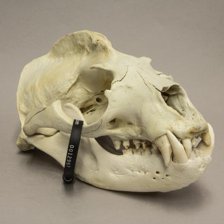 Sealion skull