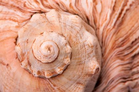 Seashell