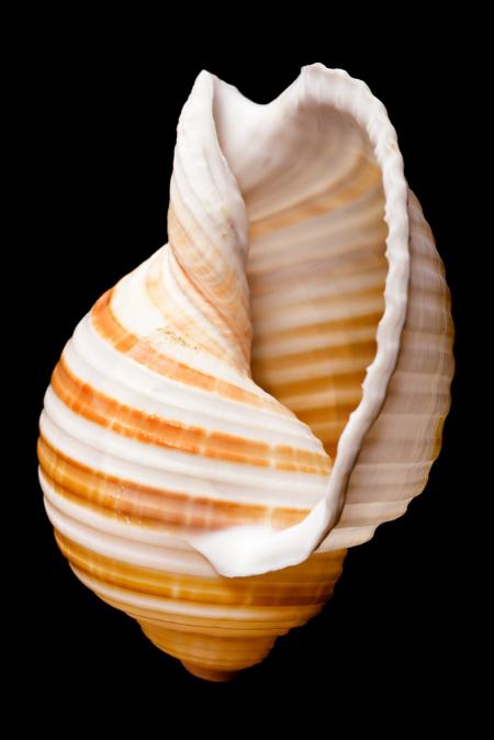 Seashell