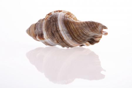 Seashell