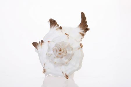 Seashell