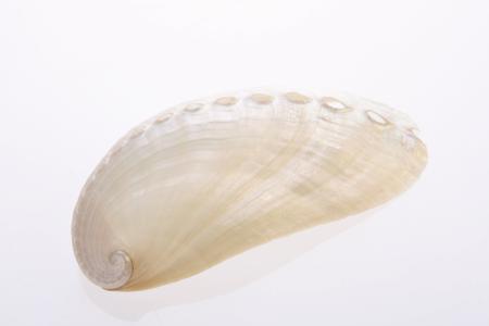 Seashell