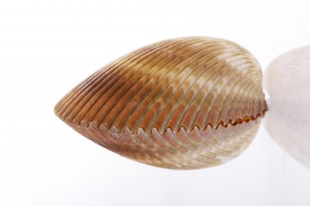 Seashell