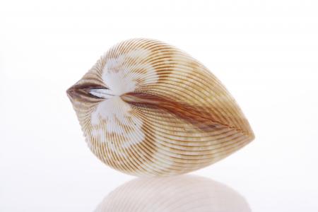 Seashell
