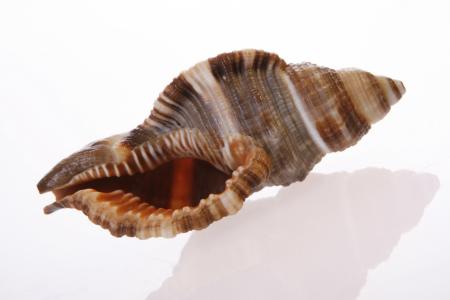 Seashell