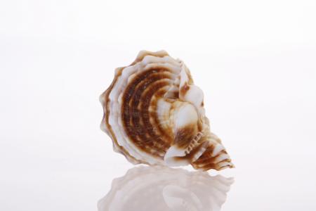 Seashell