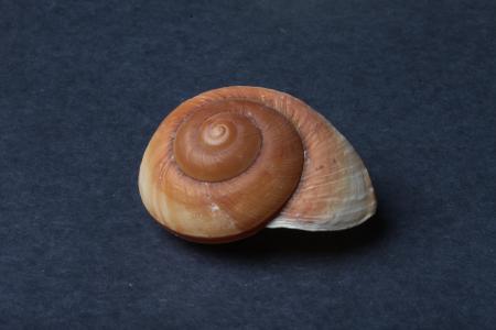 Seashell on dark background