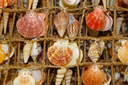 Seashells