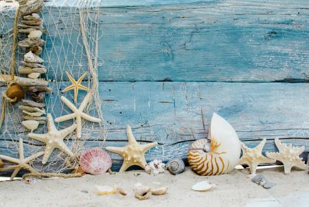 Seashells on Wood