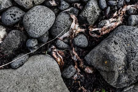 Seaweed and Rocks Texture