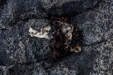 Seaweed and Rocks Texture