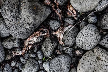 Seaweed and Rocks Texture