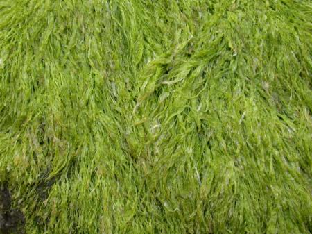 Seaweed Texture
