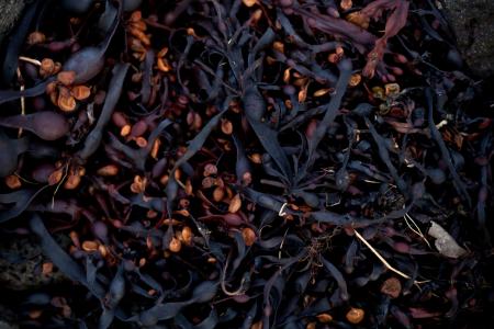 Seaweed Texture