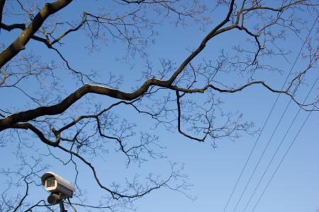 Security camera and tree