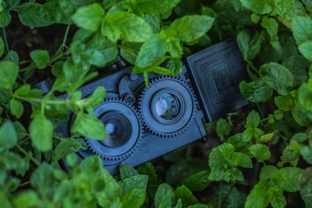 Security Camera Hidden Behind Plants