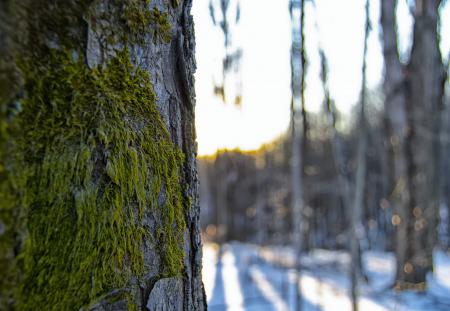 Selected Photography of Green and Grey Tree