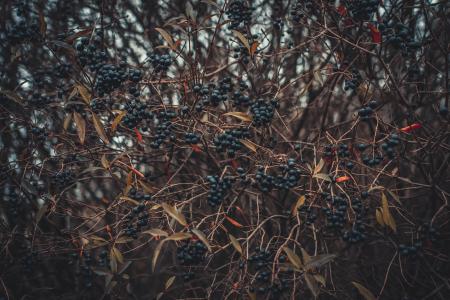 Selective Focus of Berries