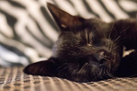 Selective Focus of Black Cat Photo