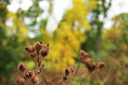 Selective Focus of Brown Fruits Photography